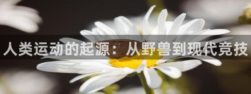 速8体育网